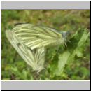 Pieris napi - Gruenaderweissling 05.jpg